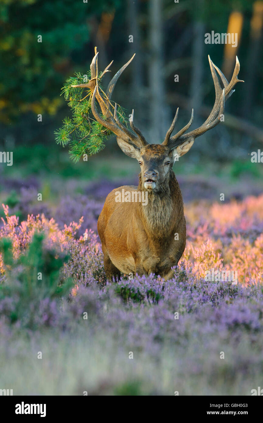 Red Deer, national park Hooge Veluwe, Gelderland, Netherlands / (Cervus elaphus) Stock Photo