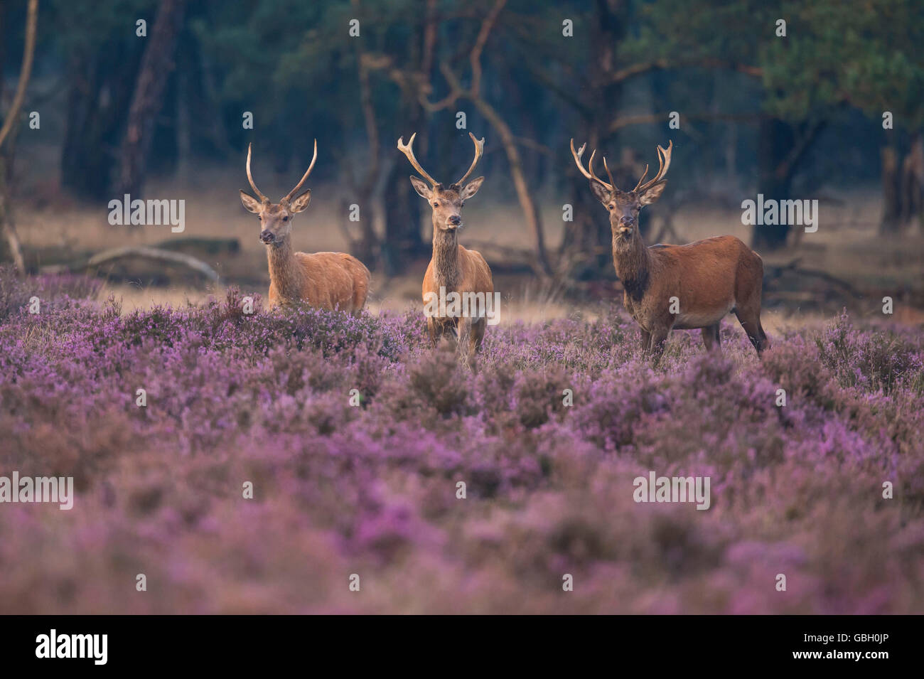 Red Deer, national park Hooge Veluwe, Gelderland, Netherlands / (Cervus elaphus) Stock Photo