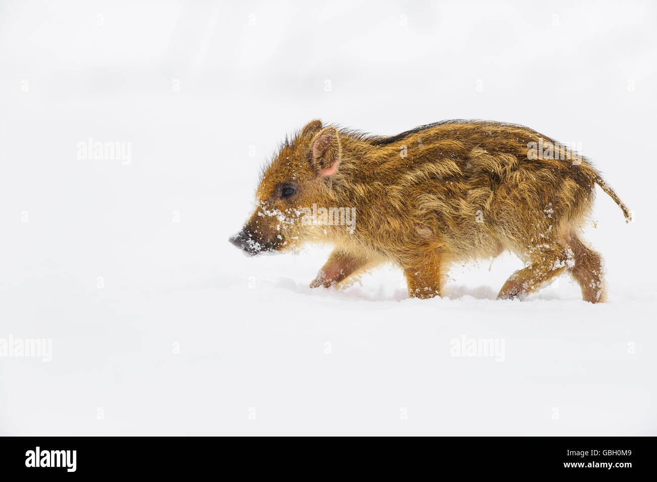 Im Schnee High Resolution Stock Photography and Images - Alamy
