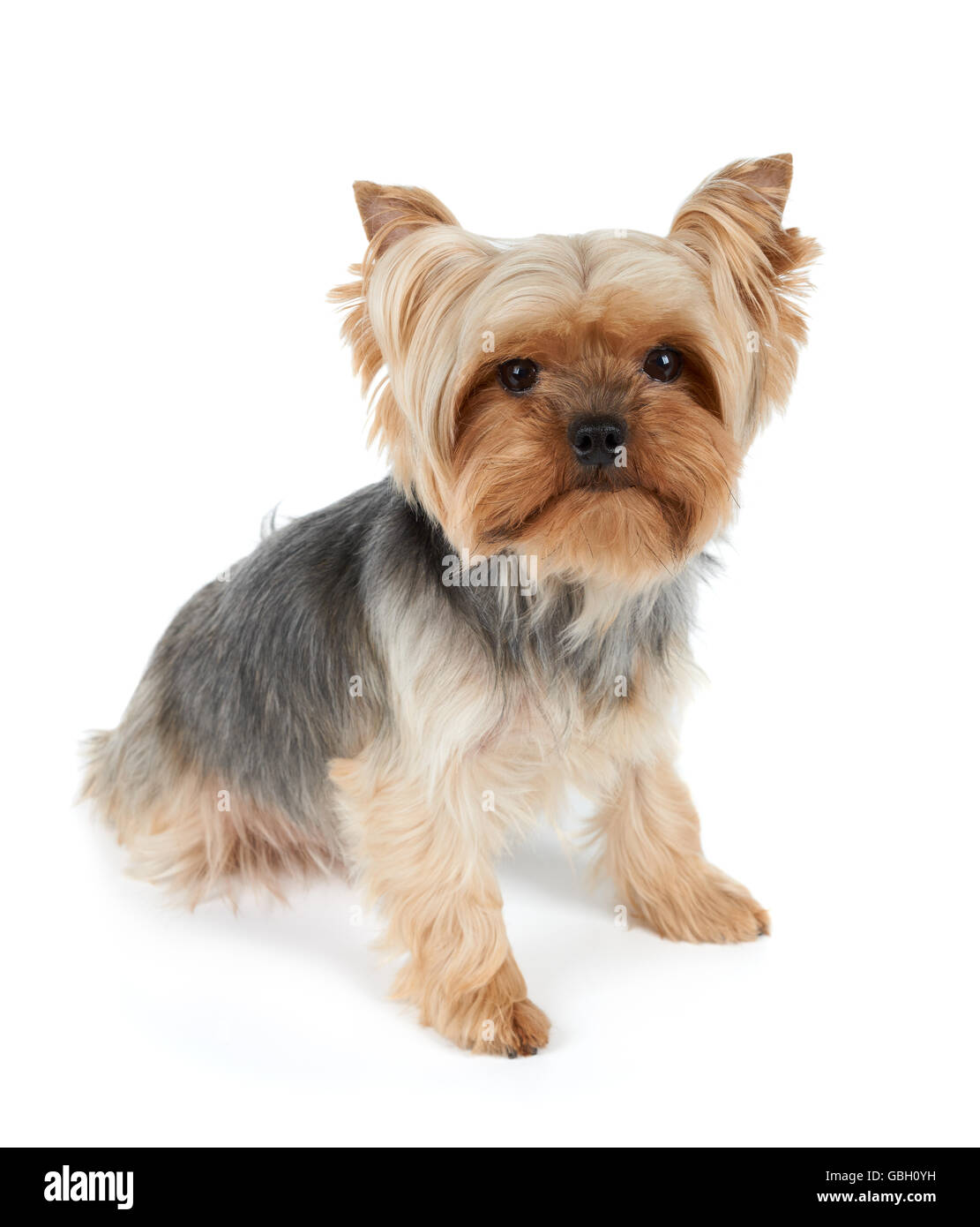 One Yorkshire Terrier with haircut looking at camera Stock Photo