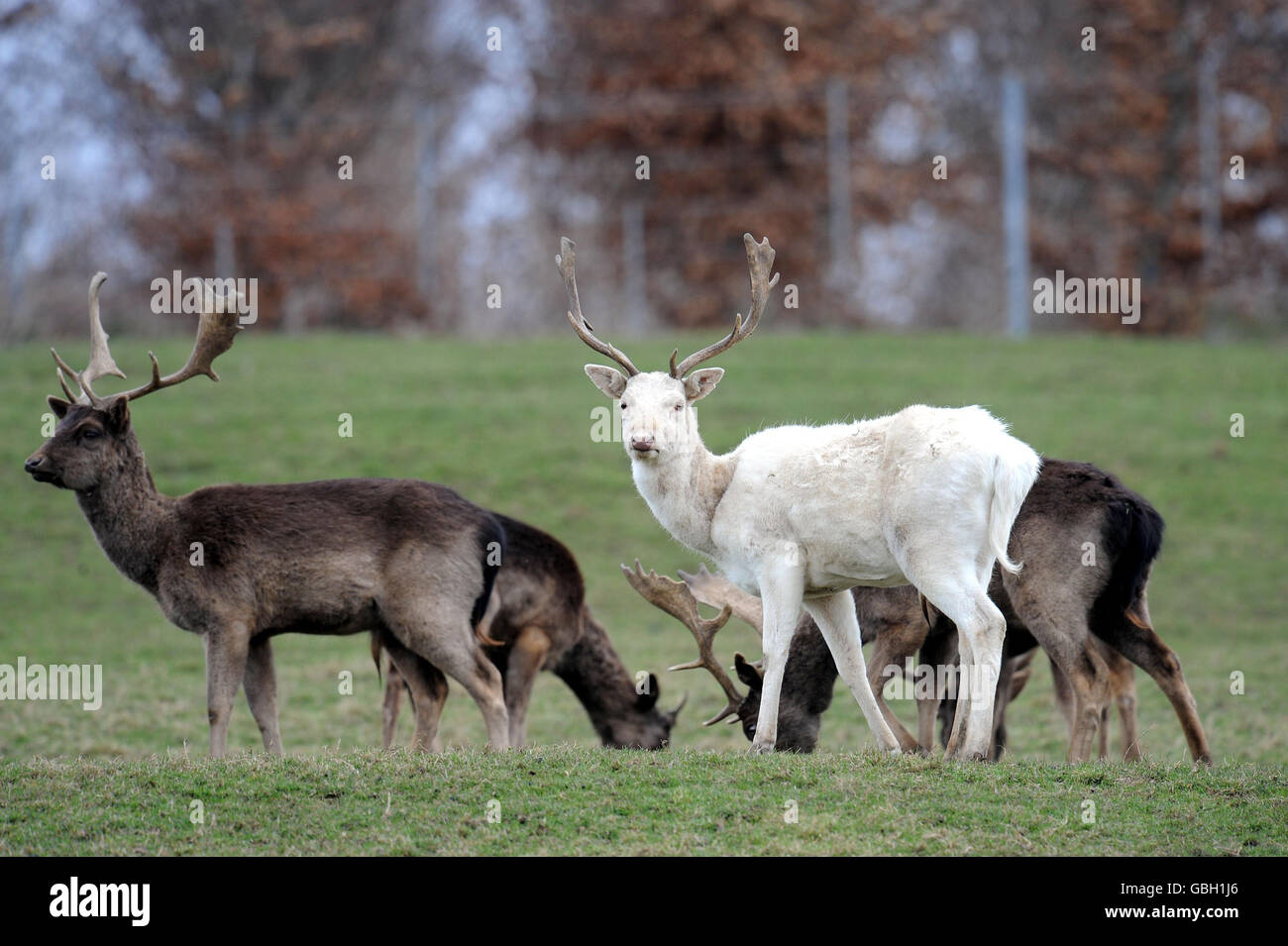 Deer enjoy the spring like weather at Raby Castle in Co Durham. Stock Photo