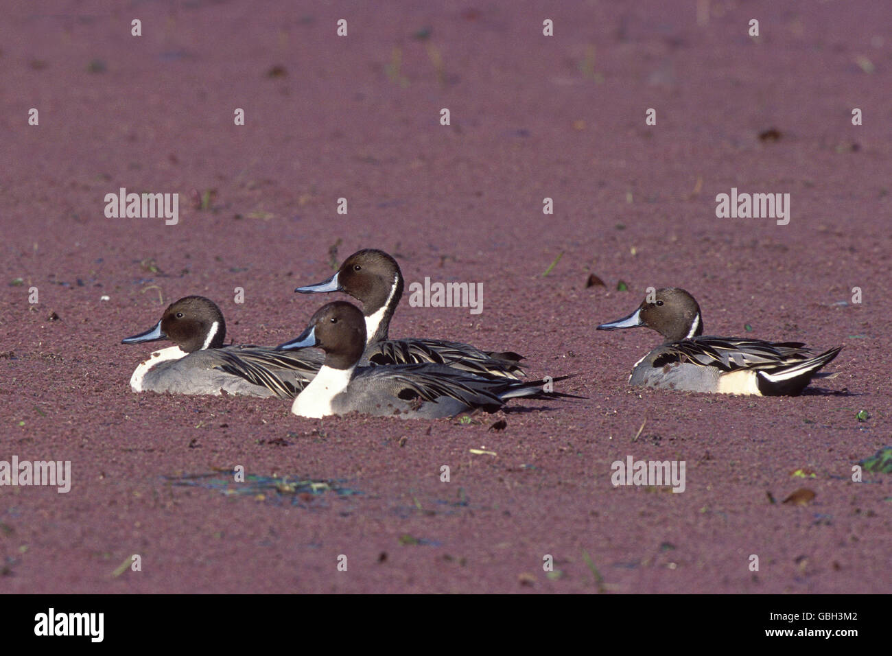 The image of Northern Pintails ( Anas acuta ) was taken in Keoladev national park, India Stock Photo