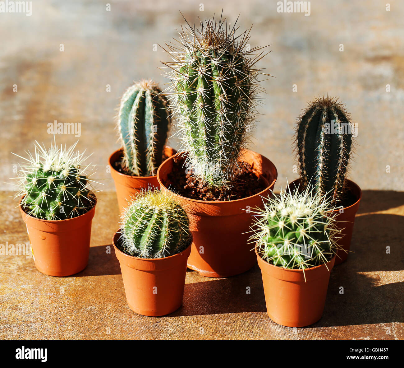Cactus pot plant hi-res stock photography and images - Alamy