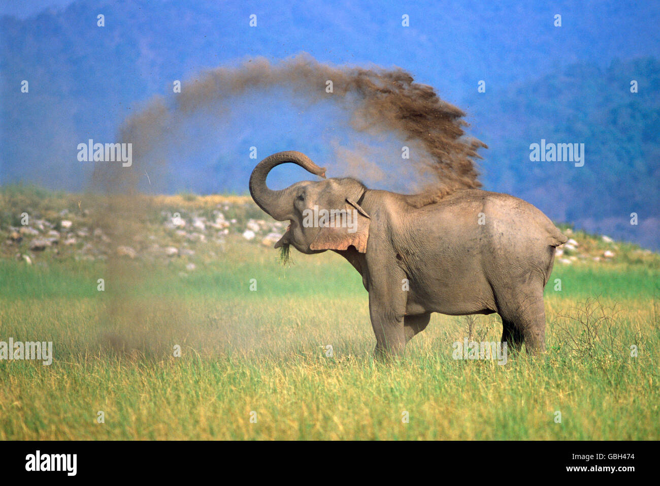 The image Elephant mudbath  ( Elephas maximus) in Corbett India Stock Photo
