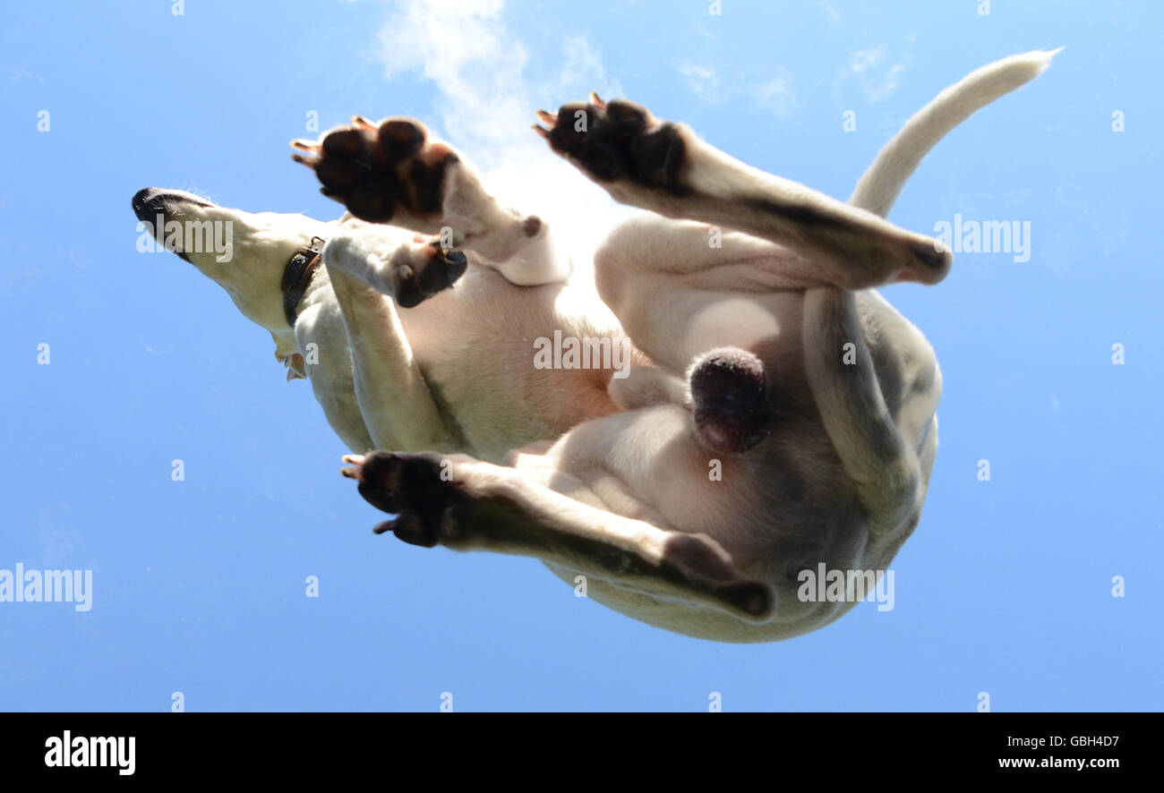 Whippet male dog sits on a glass plate, seen from below against a blue sky. Stock Photo