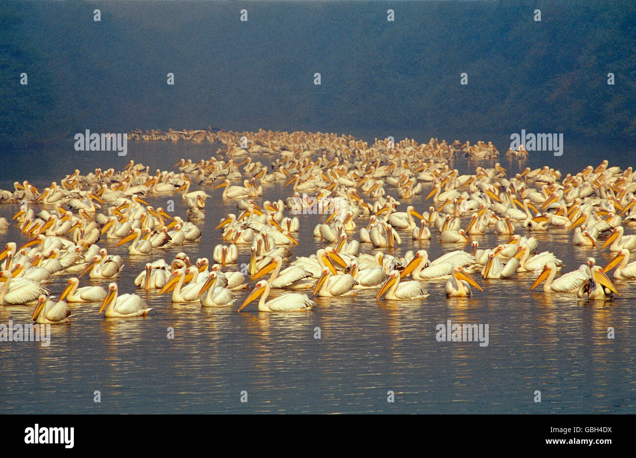 The image of Rosy pelicans ( Pelecanus onocrotalus )  Keoladev national park, India Stock Photo