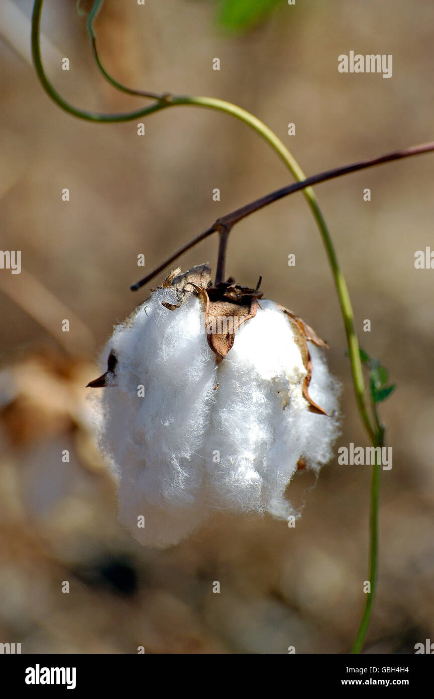 Cotton flowers in a field in Africa Burkina Faso Stock Photo - Alamy
