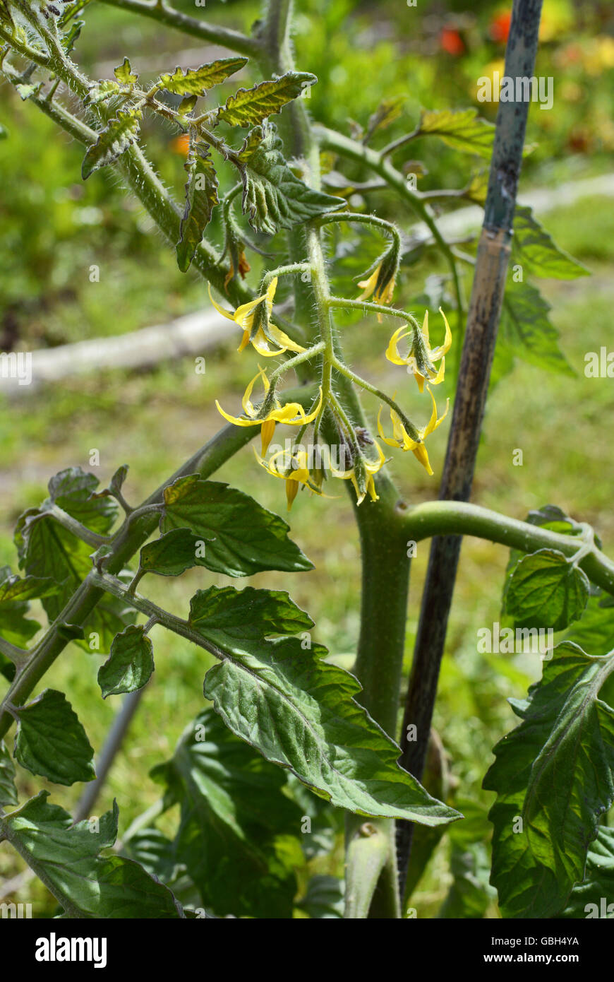 Tomato plant tomato plant flower hires stock photography and images