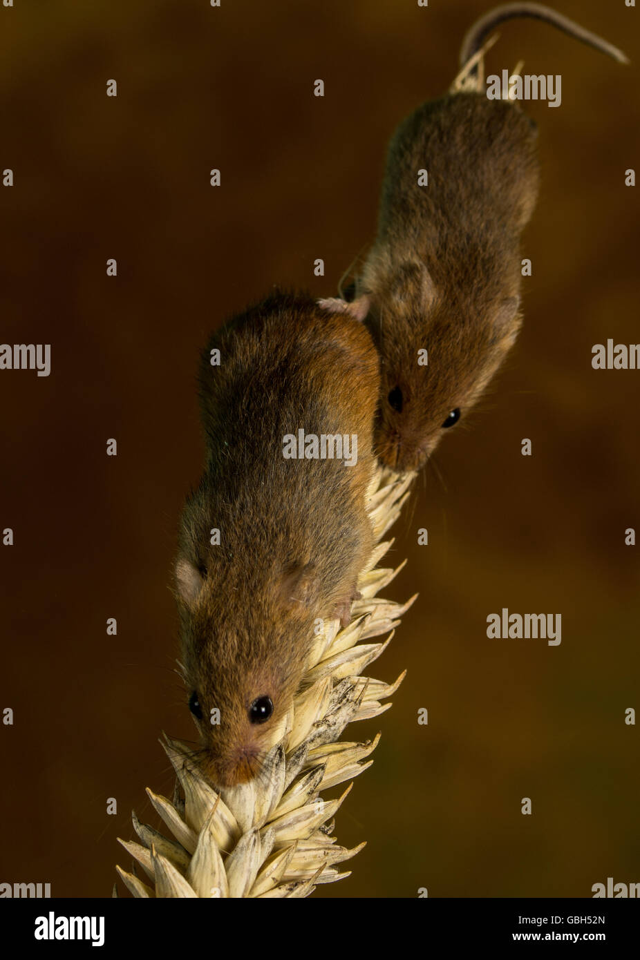 Harvest Mice on Wheat Stock Photo