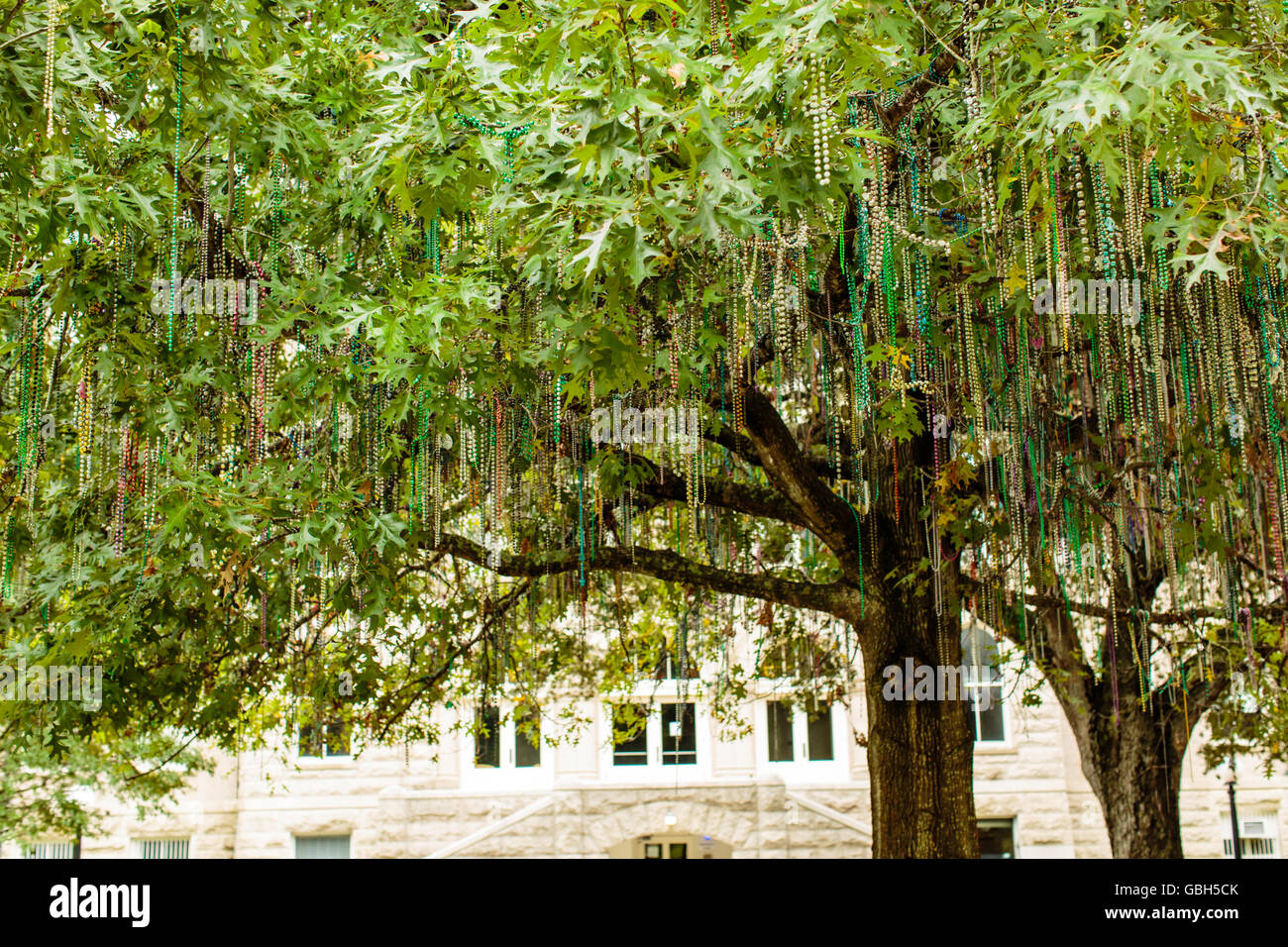 the mardi gras tree