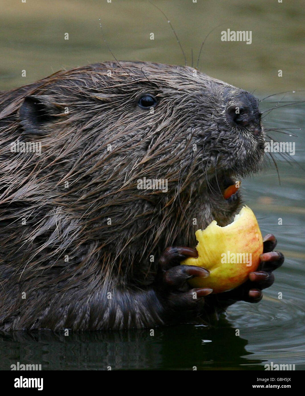 A Beaver eats an apple in its enclosure at the Wildwood Trust in Herne Bay, Kent, as details of a Beaver Reintroduction Feasibility study into reintroducing the European Beaver into England is announced. Stock Photo