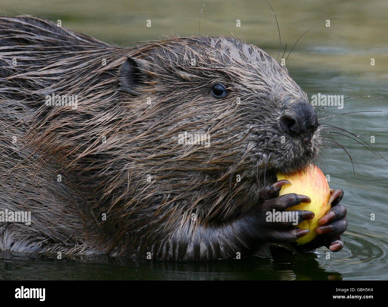 A Beaver eats an apple in its enclosure at the Wildwood Trust in Herne Bay, Kent, as details of a Beaver Reintroduction Feasibility study into reintroducing the European Beaver into England is announced. Stock Photo