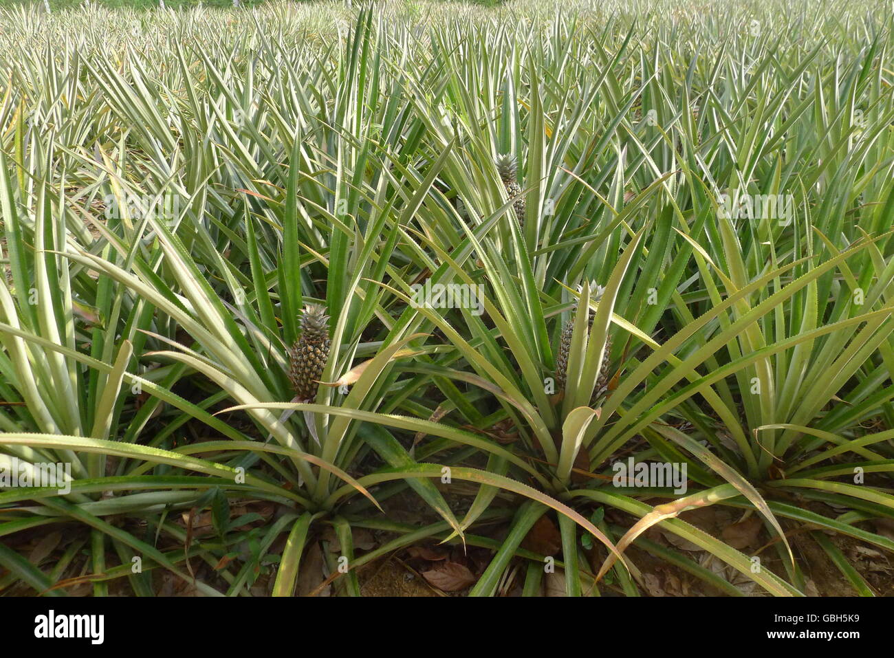Pineapple farm thailand hires stock photography and images Alamy