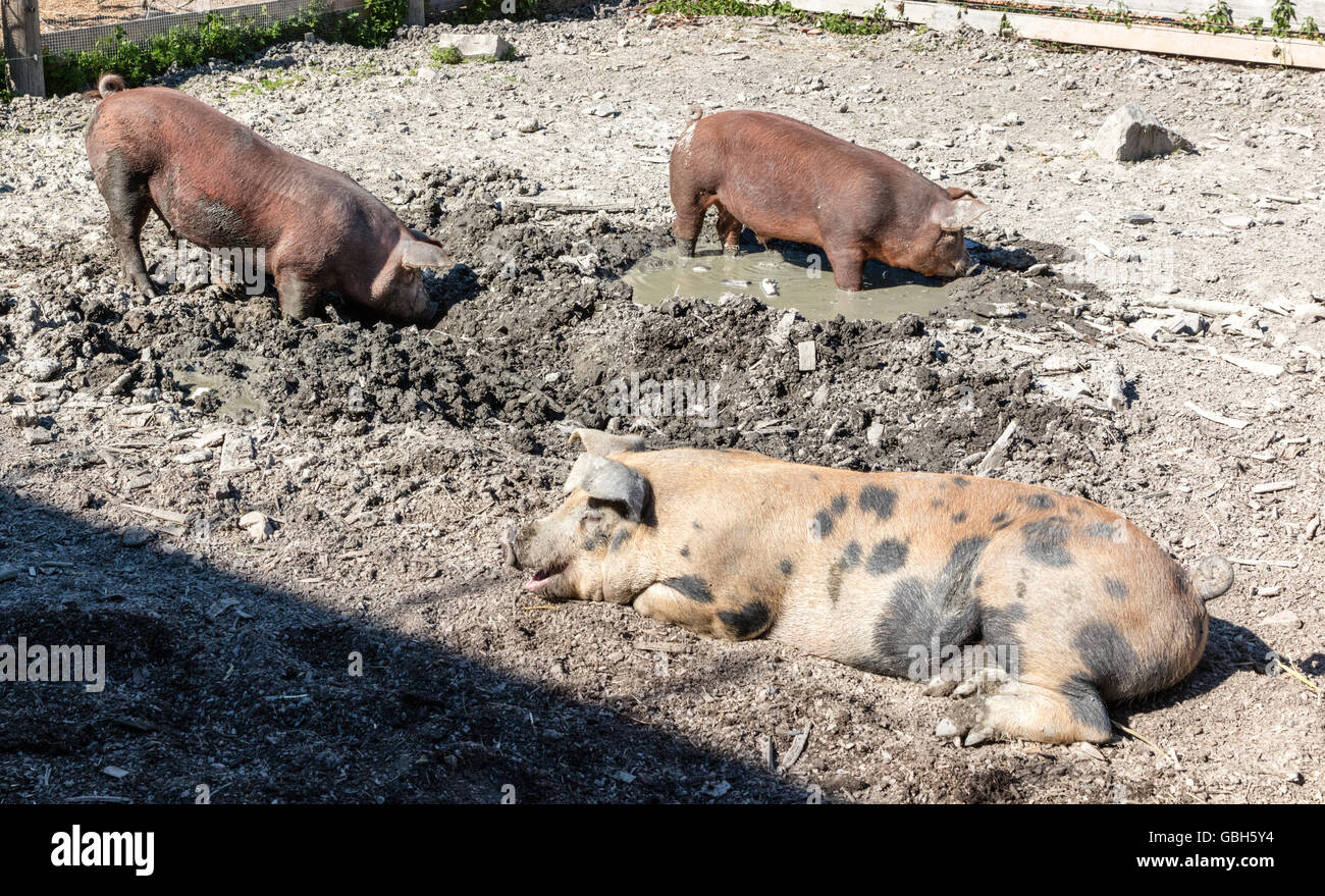 Smiling pig in slop Stock Photo
