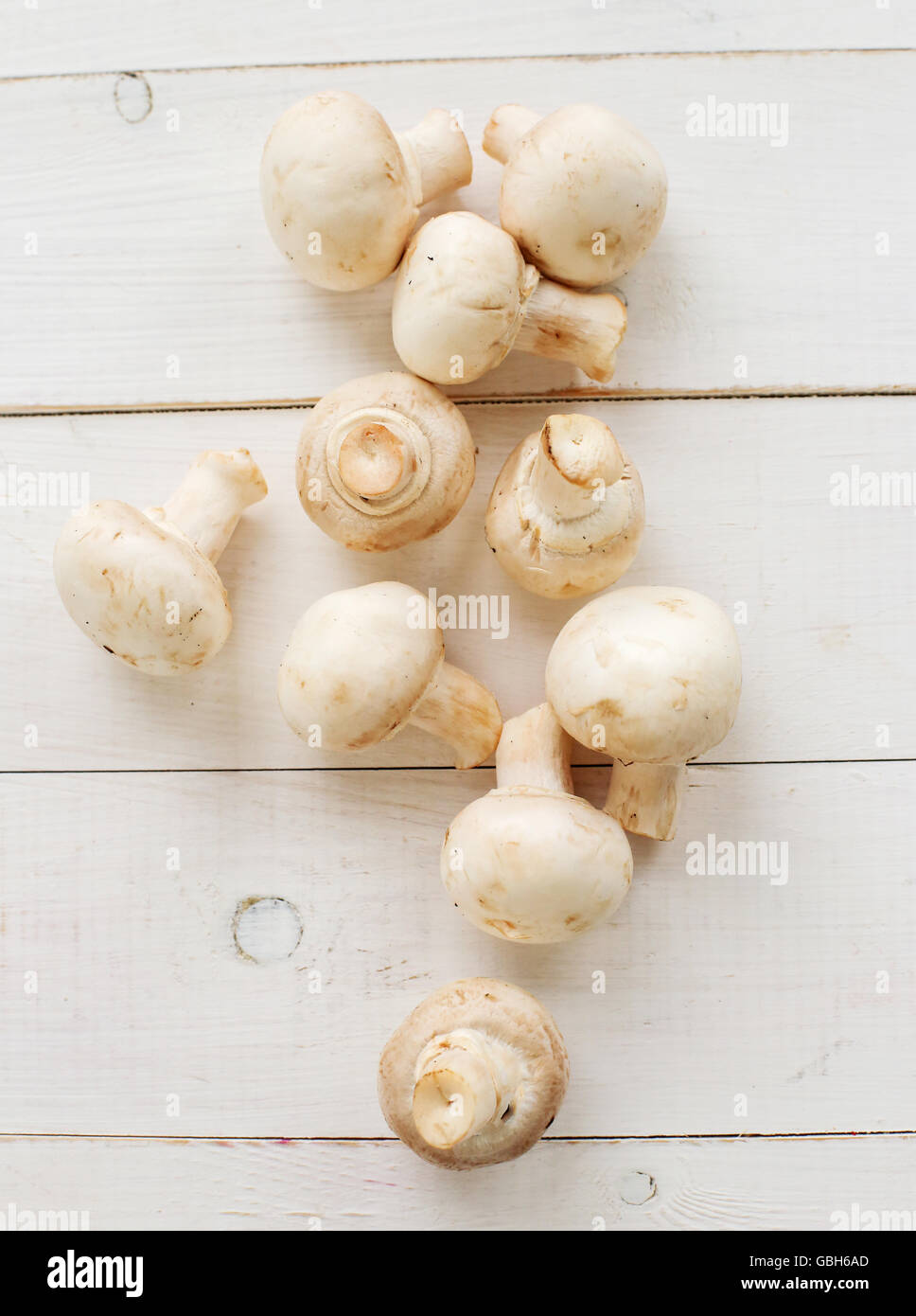 Mushrooms Stock Photo