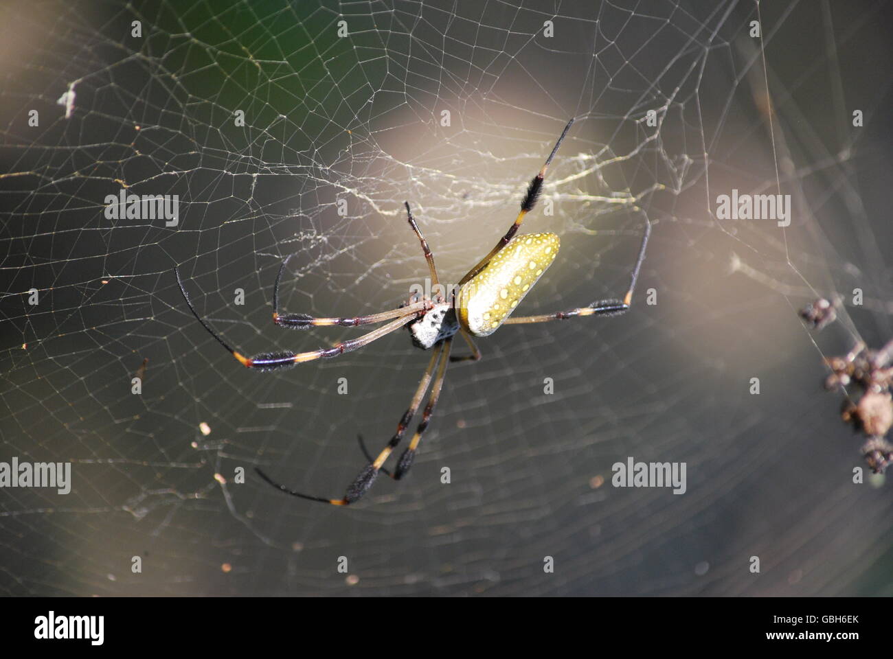 Golden Orb Spider on a tree above the beach at Mal País surf beach,Costa Rica. Stock Photo