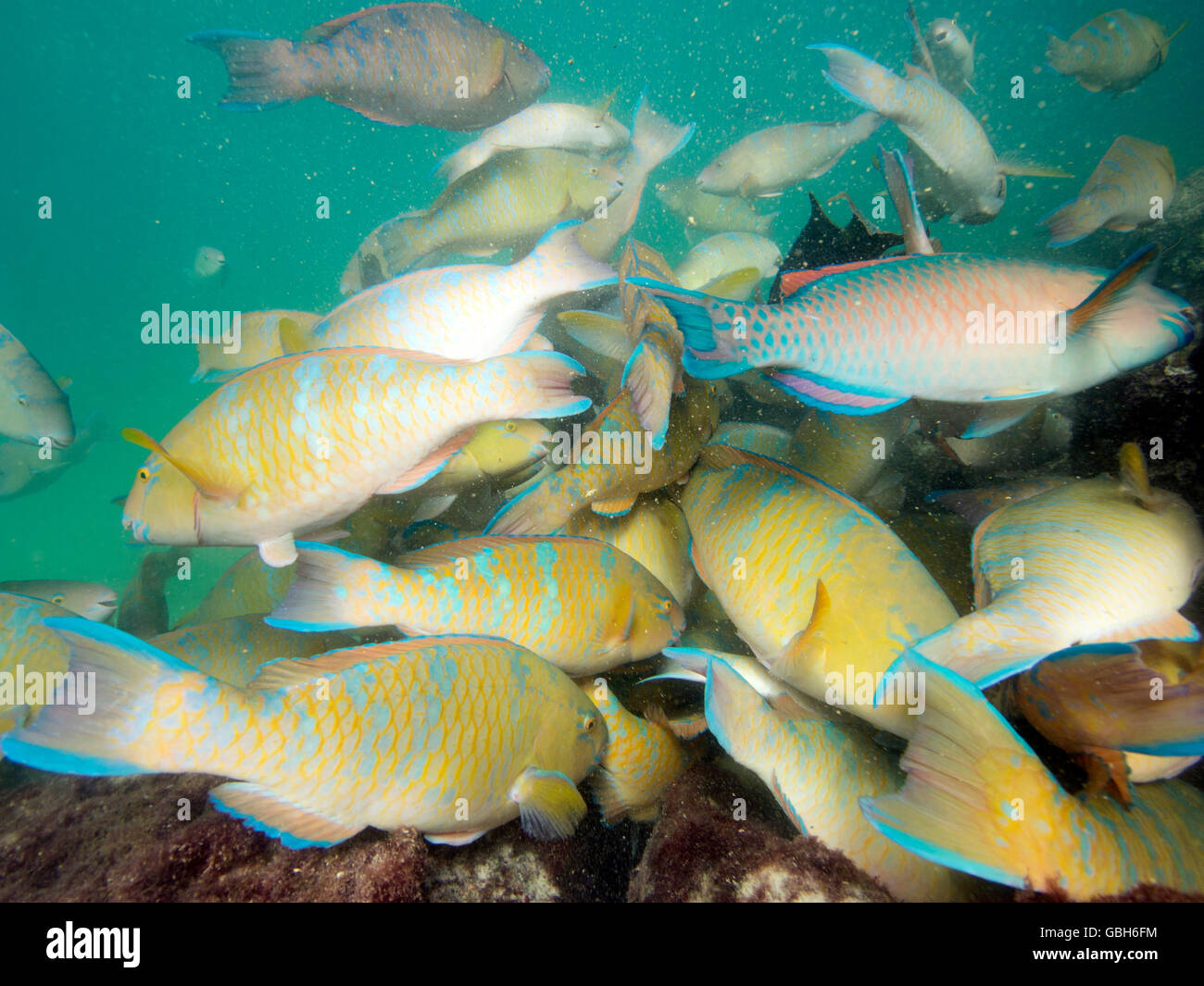 Bluechin parrotfish aggregation feeding on algae on Genovesa Island, Galápagos Islands. Stock Photo