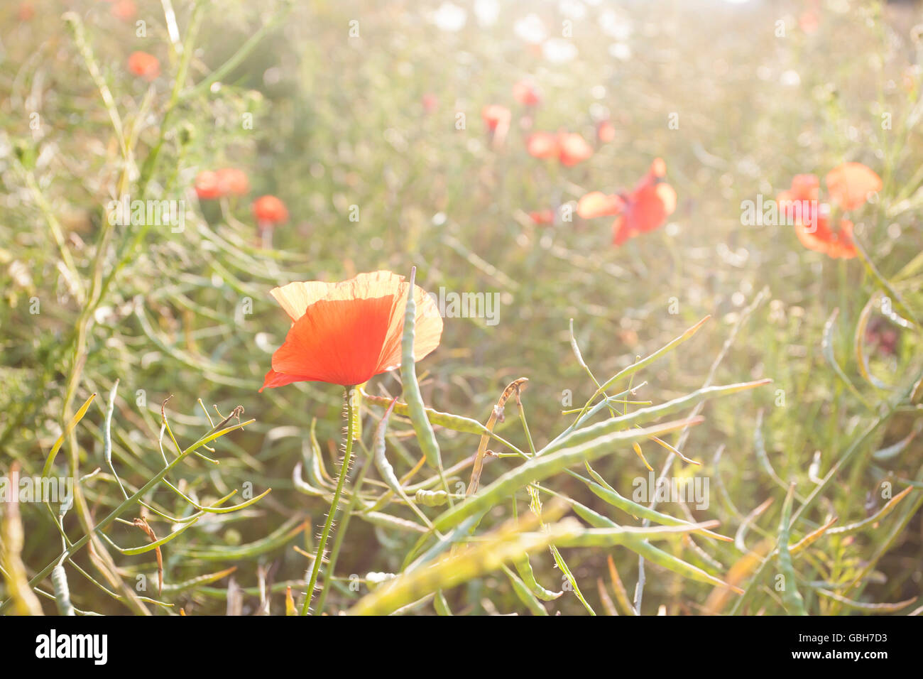Red poppy flowers at sunset. Beautiful summer landscape Stock Photo - Alamy