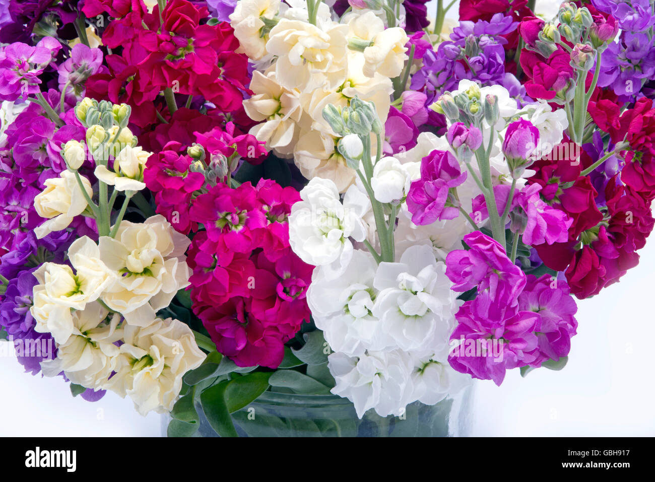 beautiful bouquet of mixed Matthiola's in vase isolated on white background Stock Photo