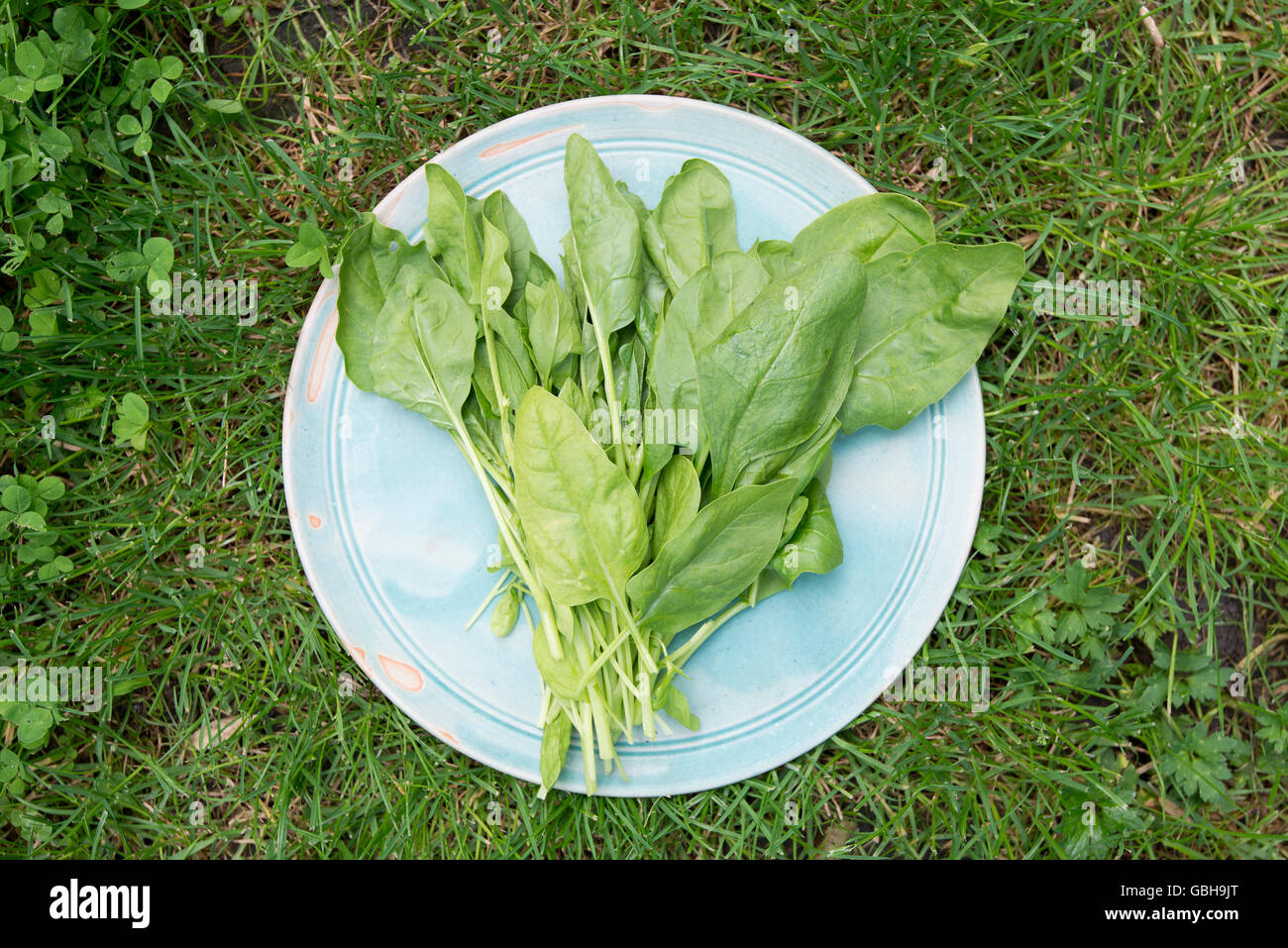 green spinach leaves on plate in grass field garden Stock Photo