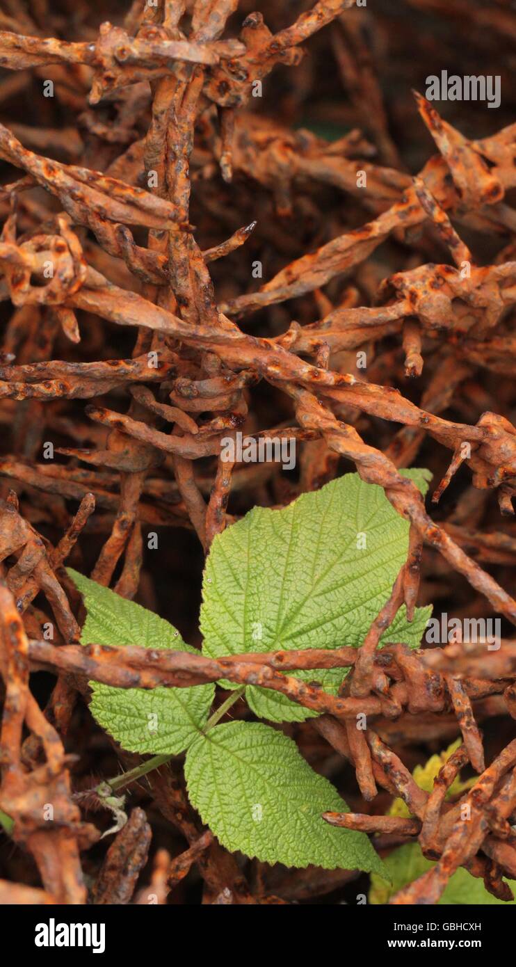 Green leaves beneath rusty barbed wire. Stock Photo