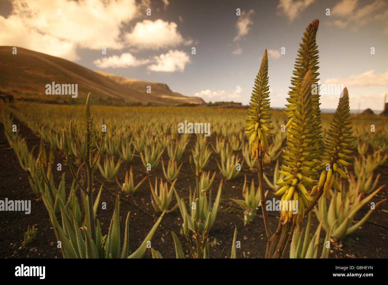 a Aloe Vera cactus Plantation the Island of Lanzarote on the Canary Islands of Spain in the