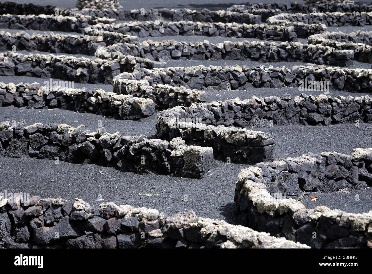 The wine agraculture in the volcanic Hills on the Island of Lanzarote on the Canary Islands of