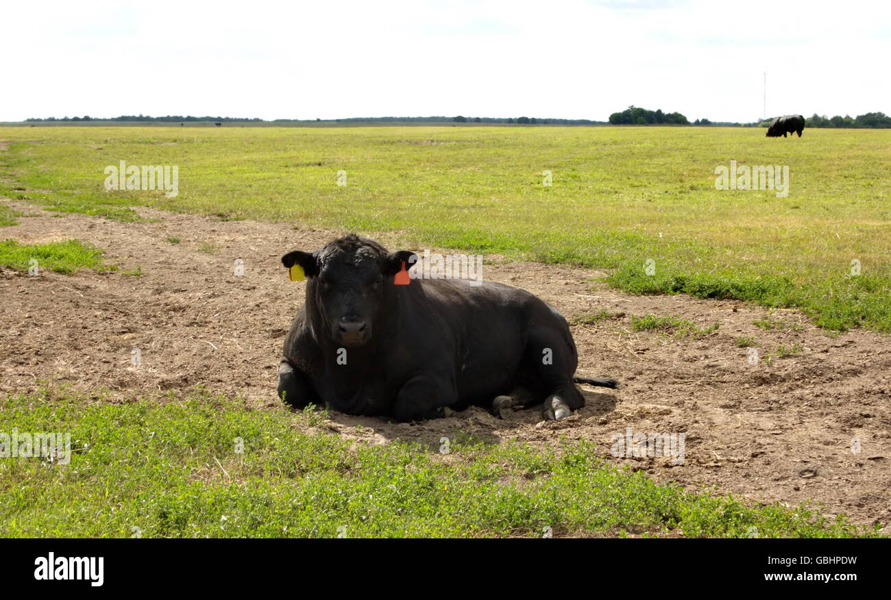 bull breed black Angus rest Stock Photo