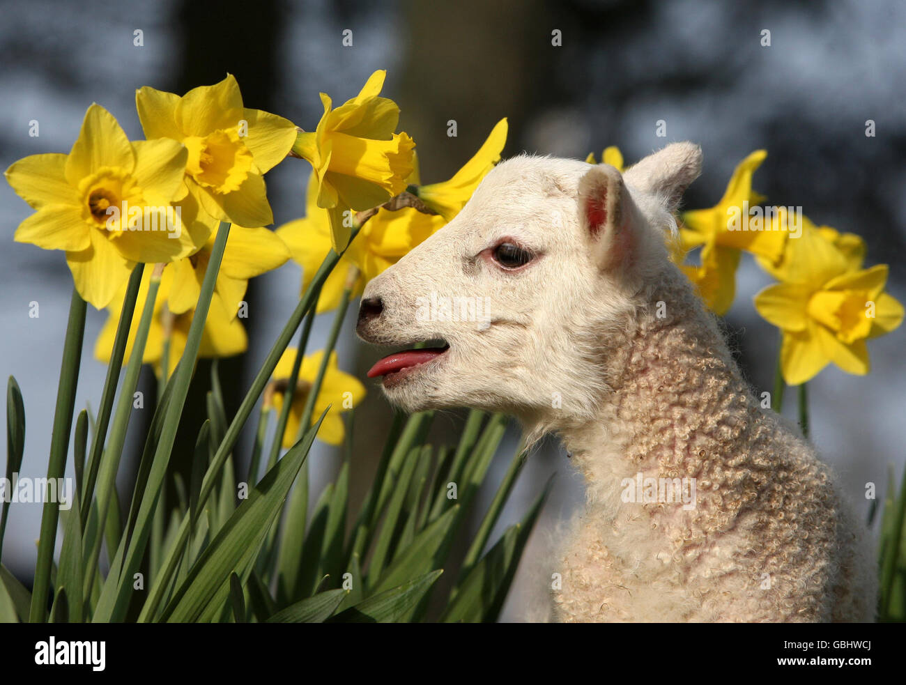 One day old lamb the spring sunshine at carrat farm at blairdrummond hi