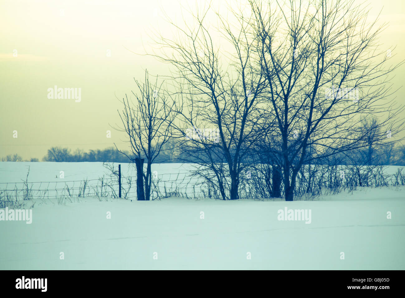Winter snow and an old field fencerow. Stock Photo