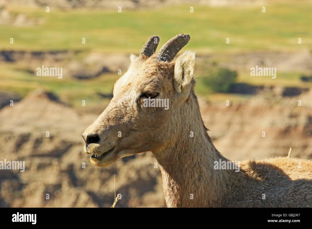 Baby Bighorn Sheep up close in the wild with the Badlands National Park of South Dakota in the background Stock Photo