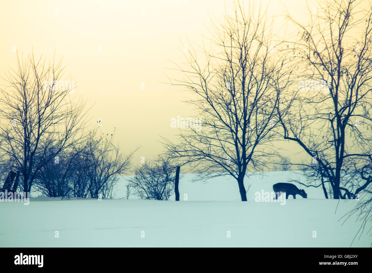 A deer forages for food after a heavy winter snow storm. Stock Photo