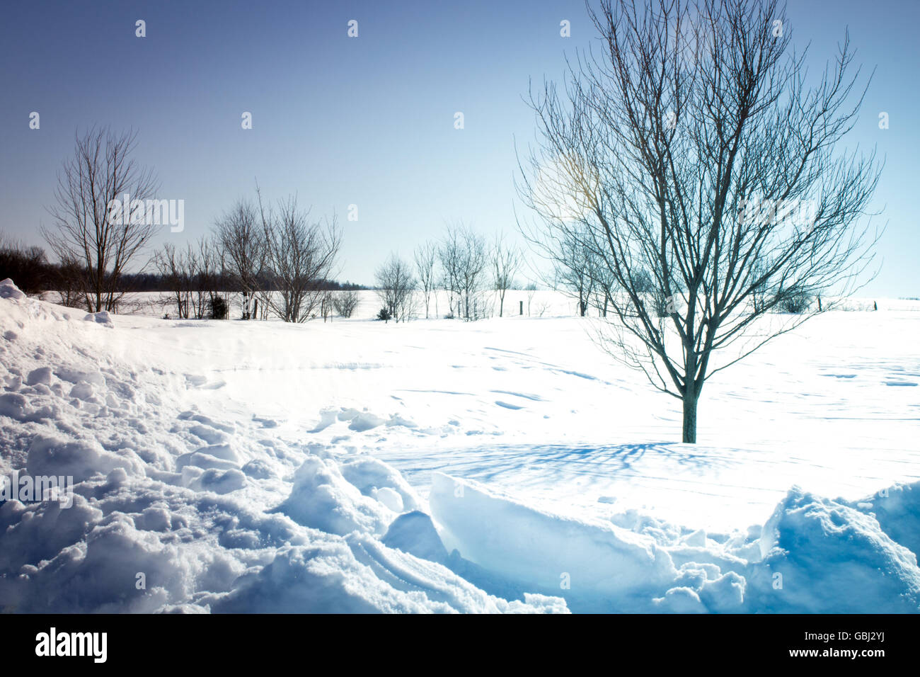 Heavy snow on a natural fence row. Stock Photo