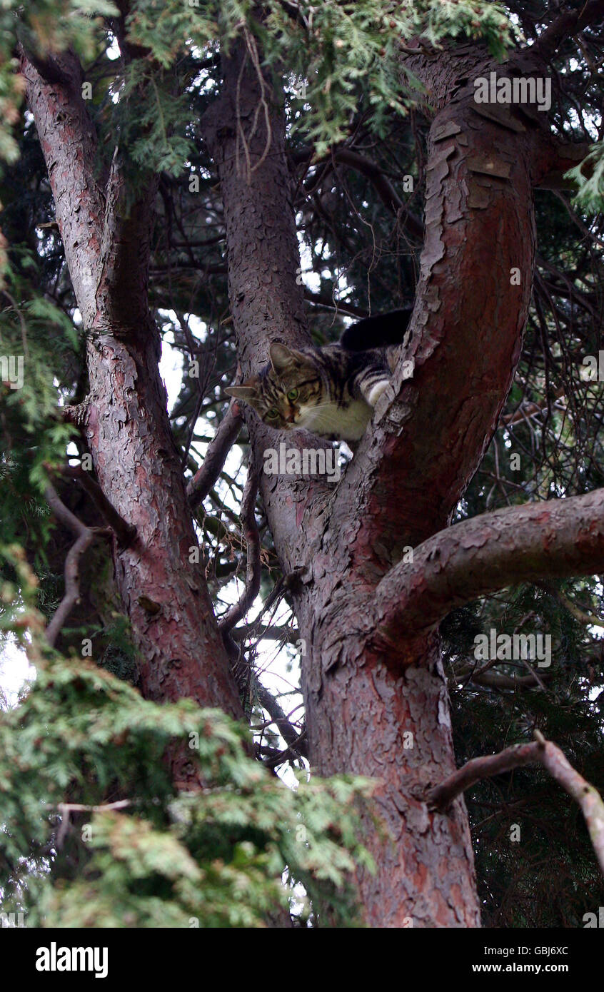 A cat stuck up tree in buckhurst hill hires stock photography and