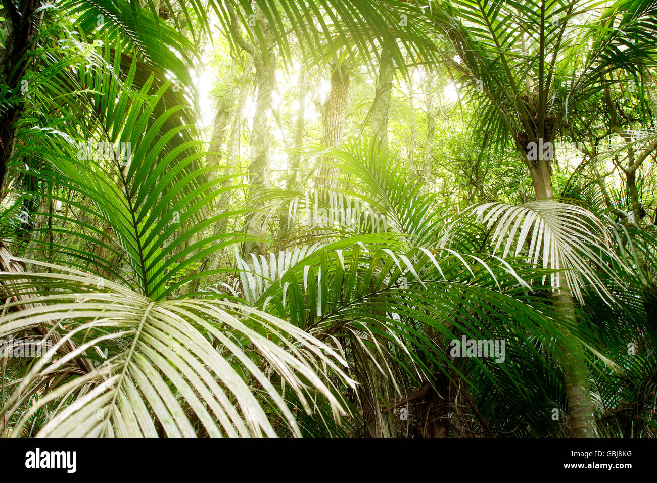 Lush green foliage in tropical jungle Stock Photo - Alamy