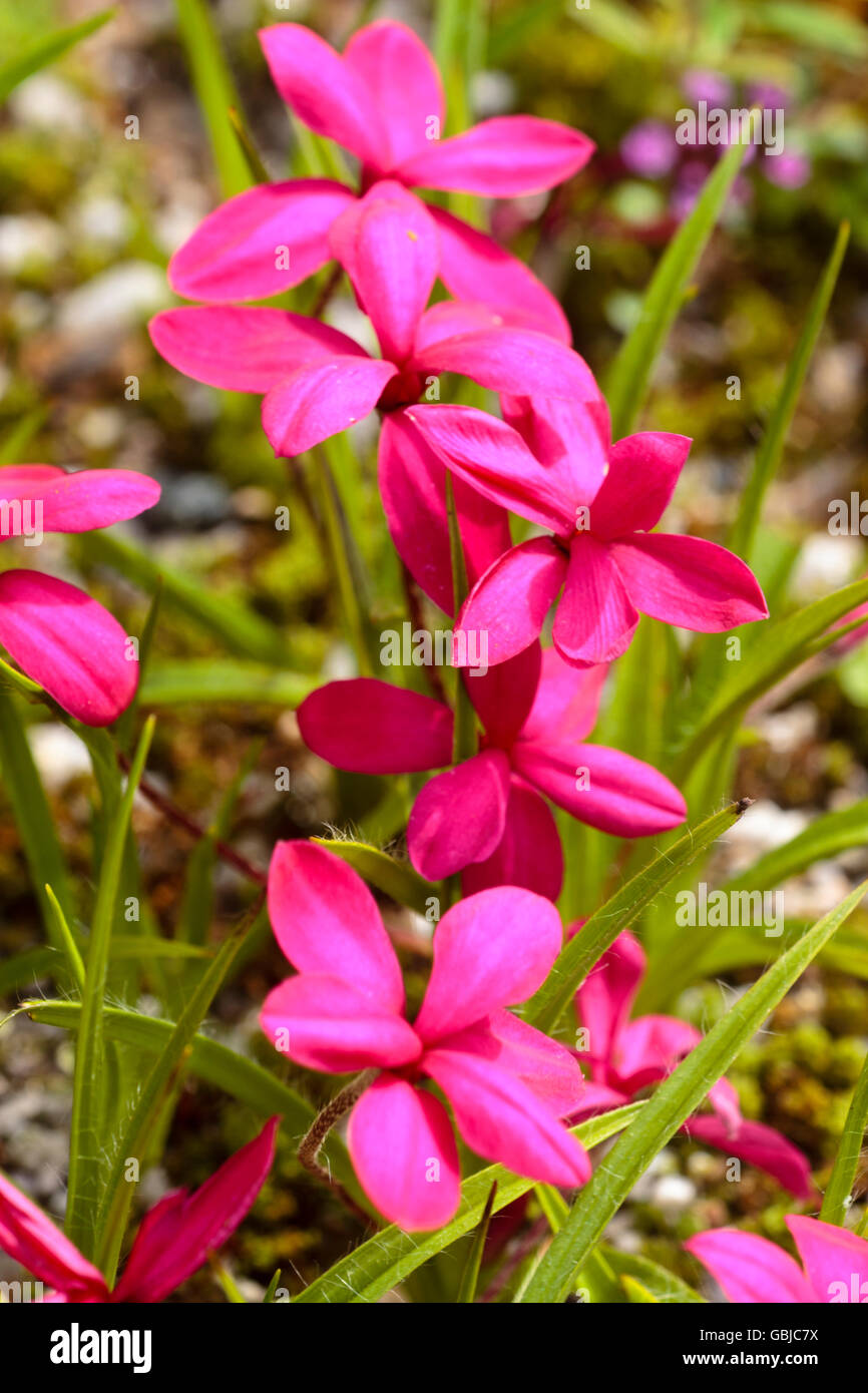 Red-pink flowers of the diminutive, carpeting. summer flowering bulb, Rhodohypoxis milloides 'Claret' Stock Photo