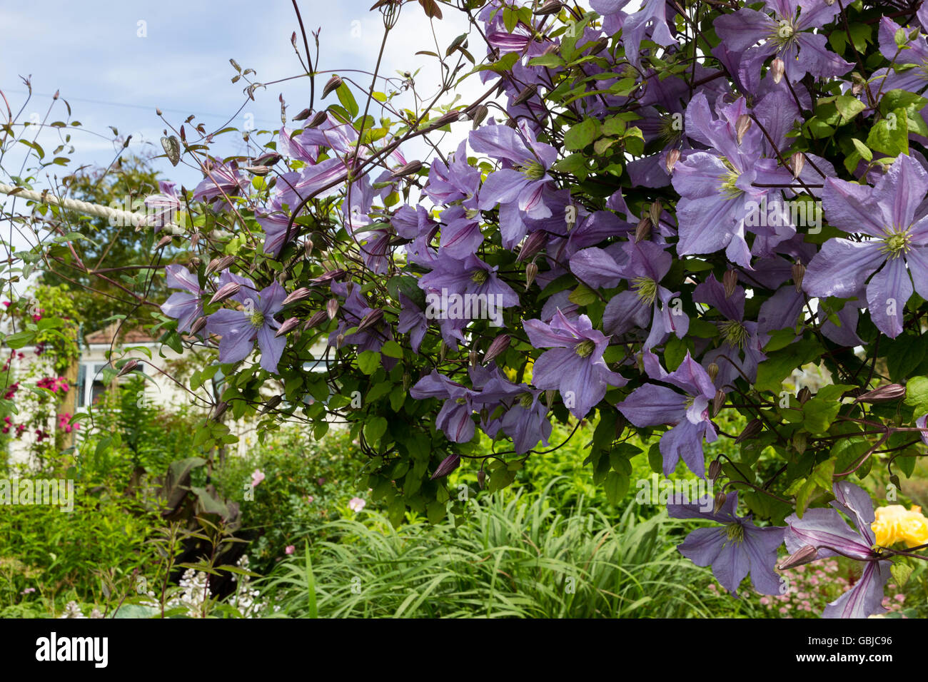 Clematis viticella 'Prince Charles' climbing a post and ...