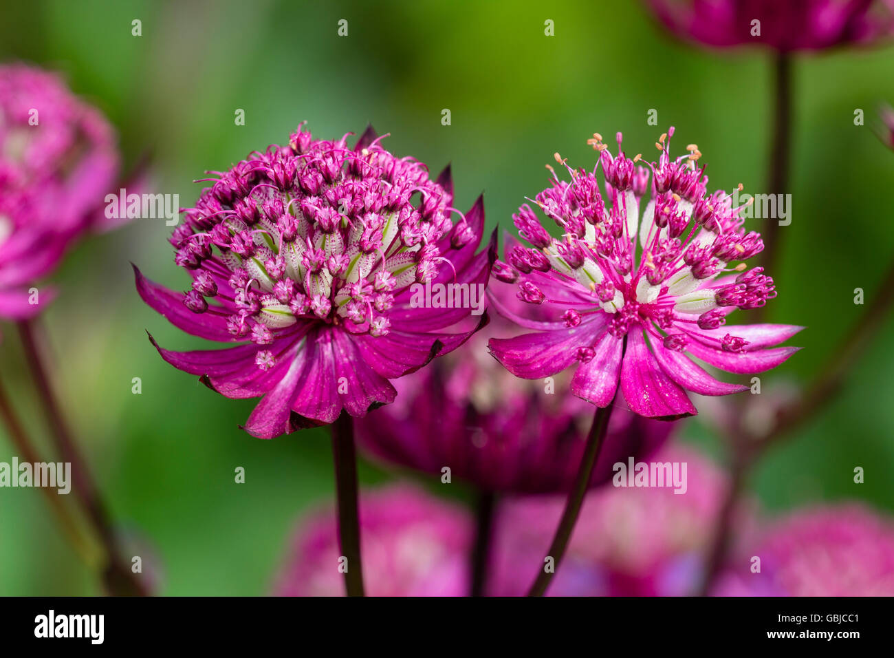 Pincushion flowers of the herbaceous perennial masterwort, Astrantia major var. rosea Venice Stock Photo