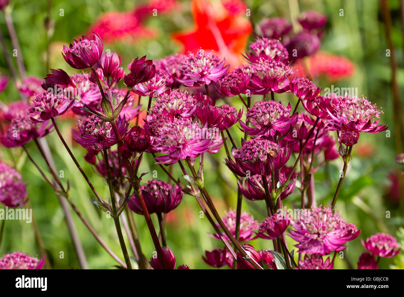 Pincushion flowers of the herbaceous perennial masterwort, Astrantia major var. rosea Venice Stock Photo