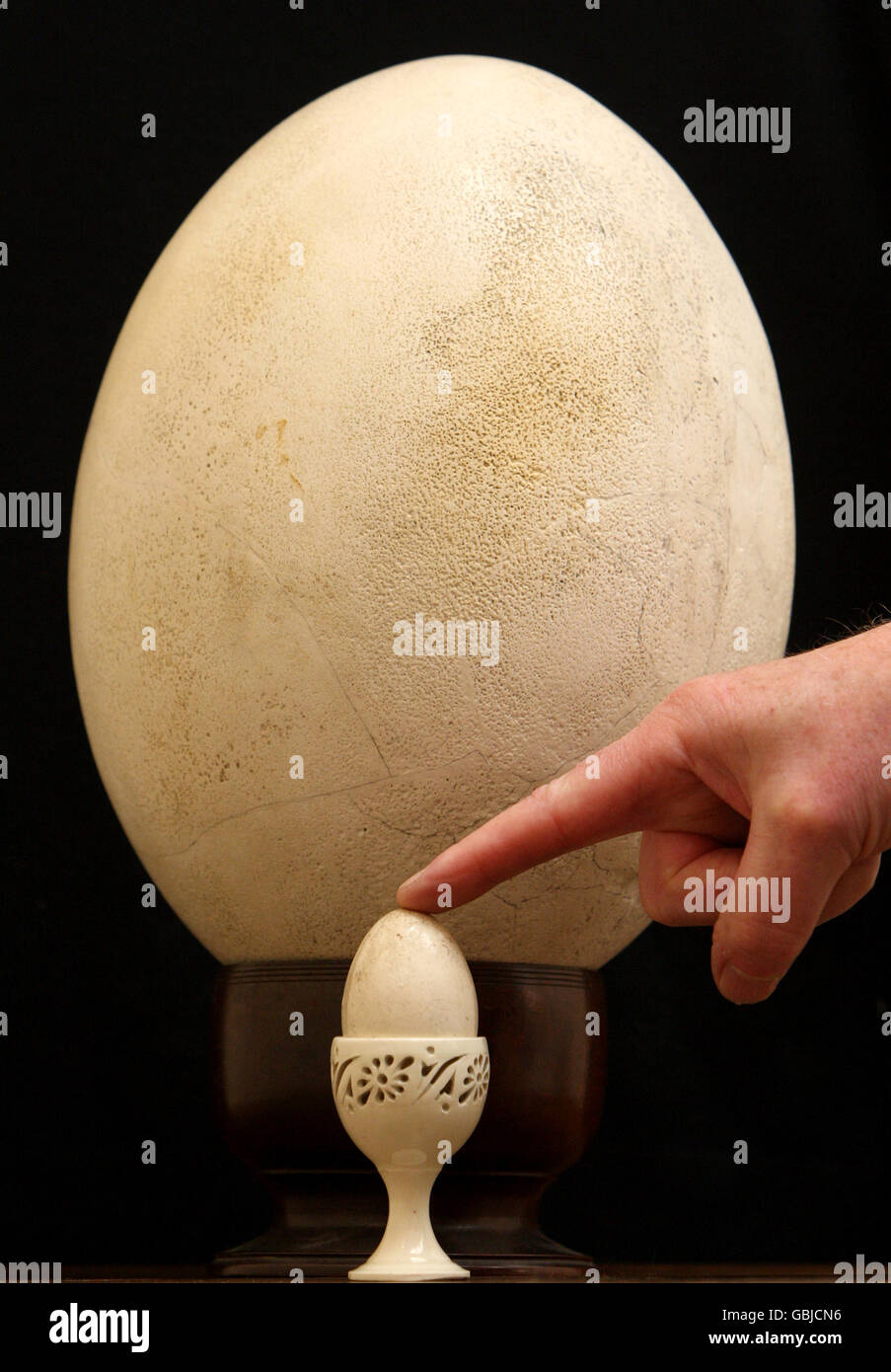 Great Elephant Bird egg to be auctioned Stock Photo