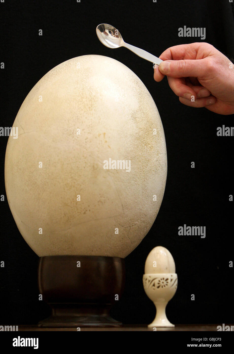 The egg of a Giant Elephant Bird of Madagascar which is on sale at the Chelsea Antiques Fair in London. Stock Photo