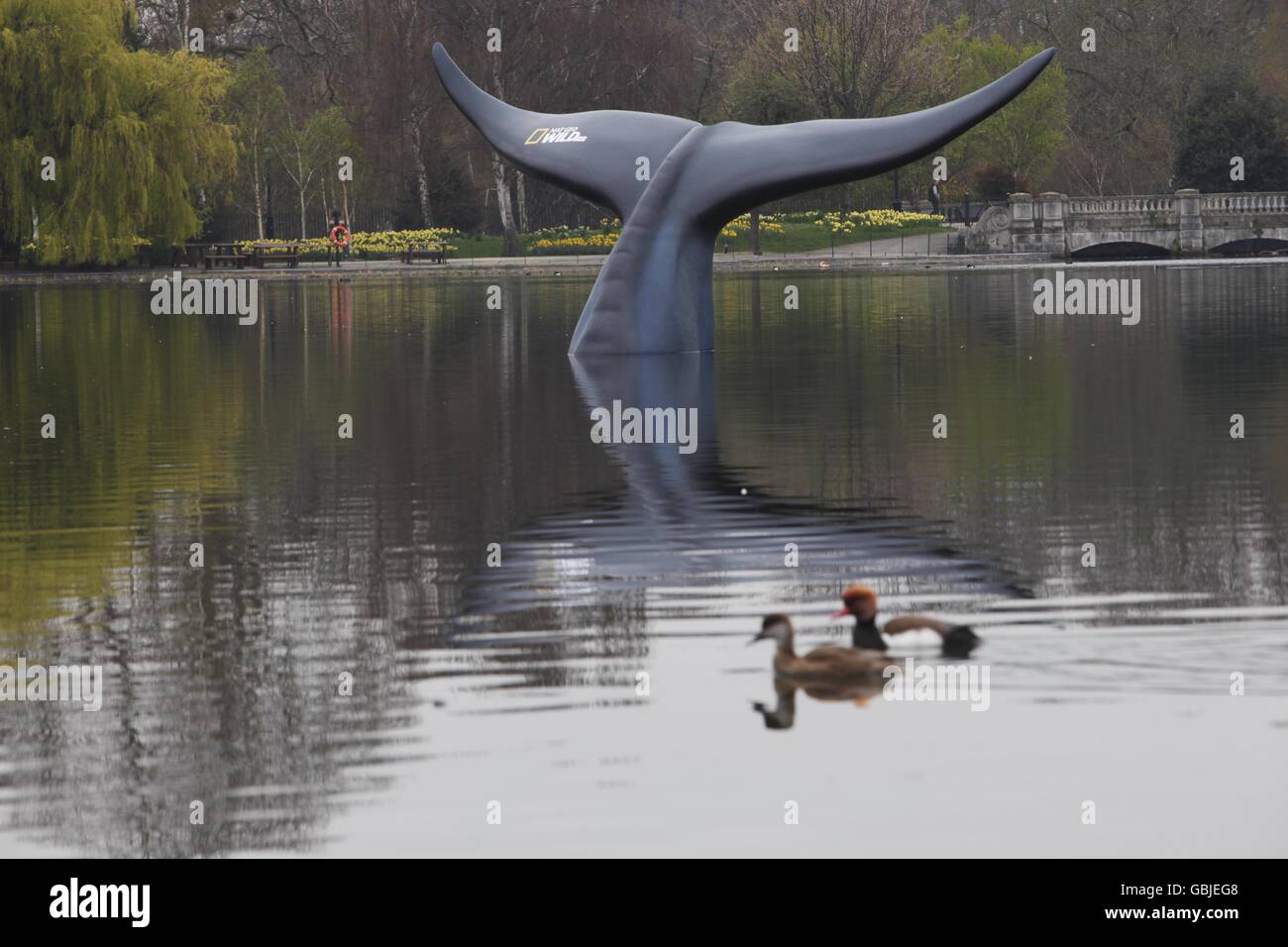 s Hyde Park to celebrate the premiere of Blue Whale Odyssey and the launch of its new channel, Nat Geo Wild HD. Stock Photo