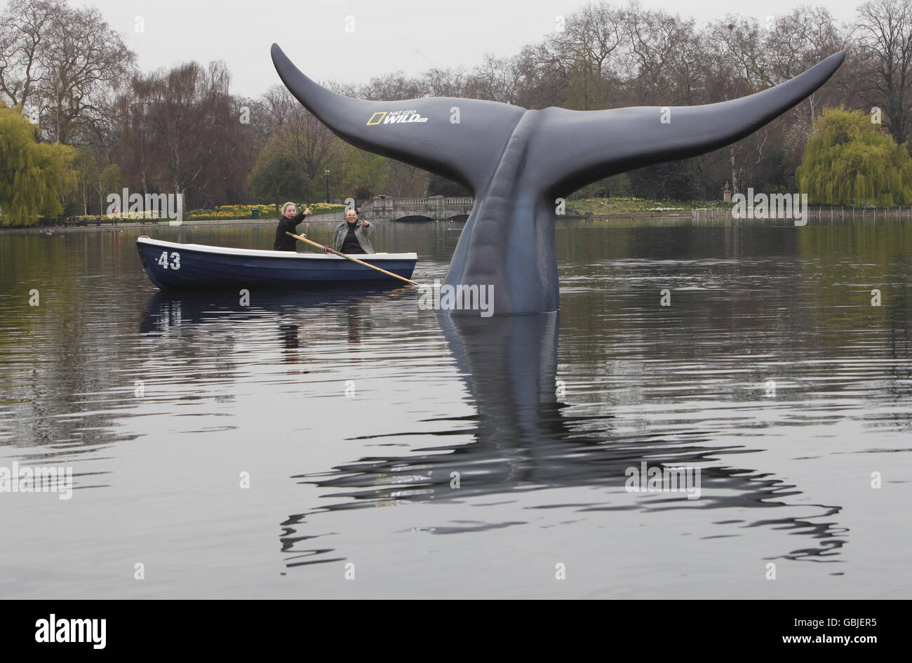 A 10 ft high, 20 ft wide life size model of a Blue Whale tail, commissioned by the National Geographic Channel, in the Serpentine in London's Hyde Park to celebrate the premiere of Blue Whale Odyssey and the launch of its new channel, Nat Geo Wild HD. Stock Photo