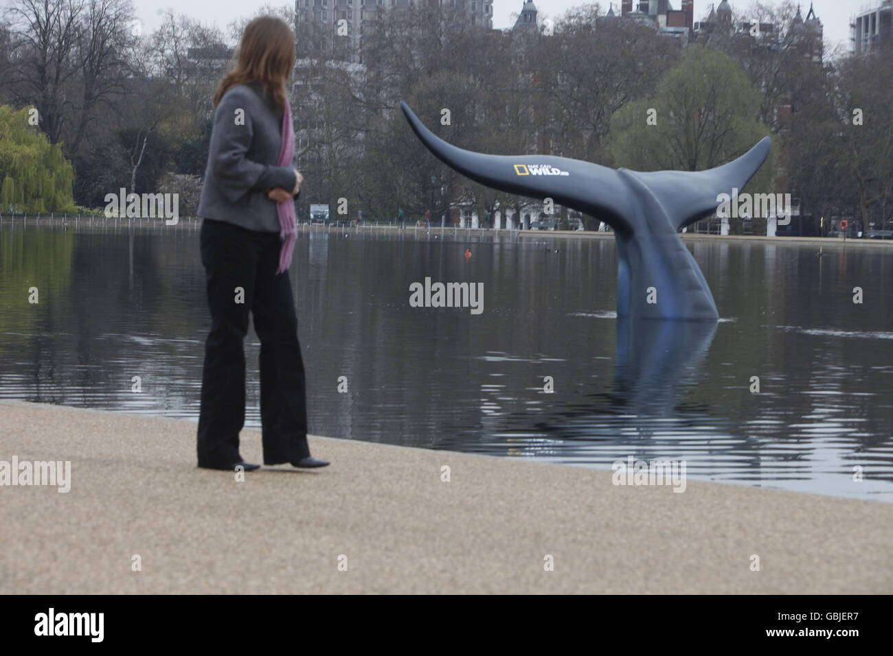 A 10 ft high, 20 ft wide life size model of a Blue Whale tail, commissioned by the National Geographic Channel, in the Serpentine in London's Hyde Park to celebrate the premiere of Blue Whale Odyssey and the launch of its new channel, Nat Geo Wild HD. Stock Photo