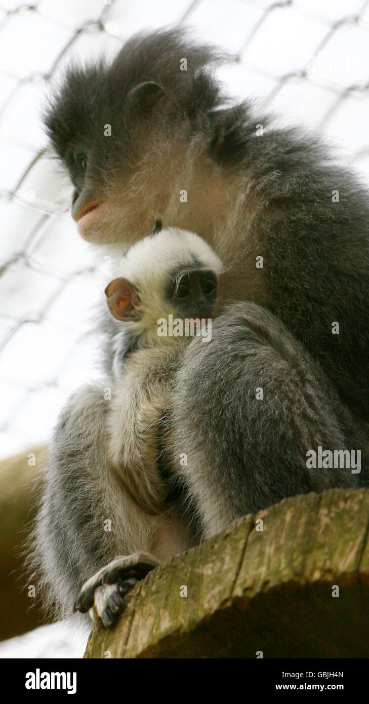 Grizzled Leaf Monkey Stock Photo - Alamy
