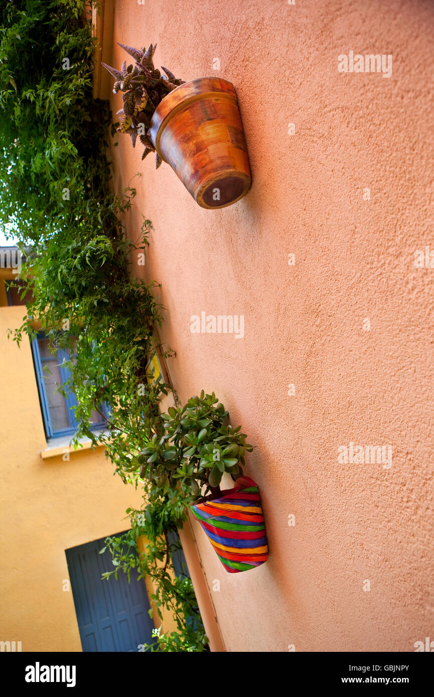 Two potted plants and Jasmine on a concrete wall in Spain Stock Photo