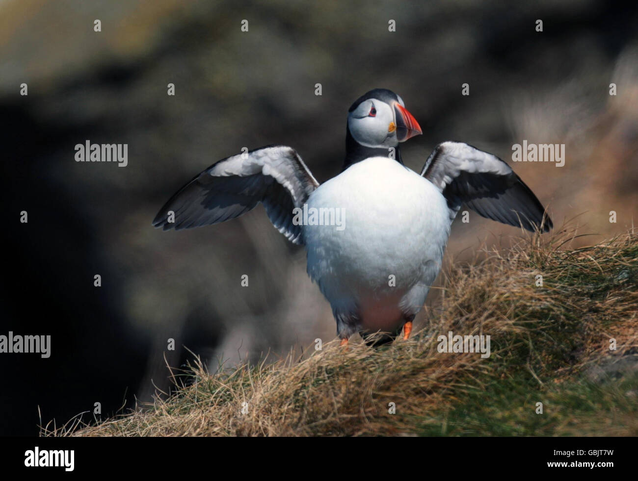 A puffin at the Seabird Centre's SOS Puffin project, a conservation project to reinstate puffins on Craigleith Island, close to the Seabird Centre at North Berwick near Edinburgh. Stock Photo