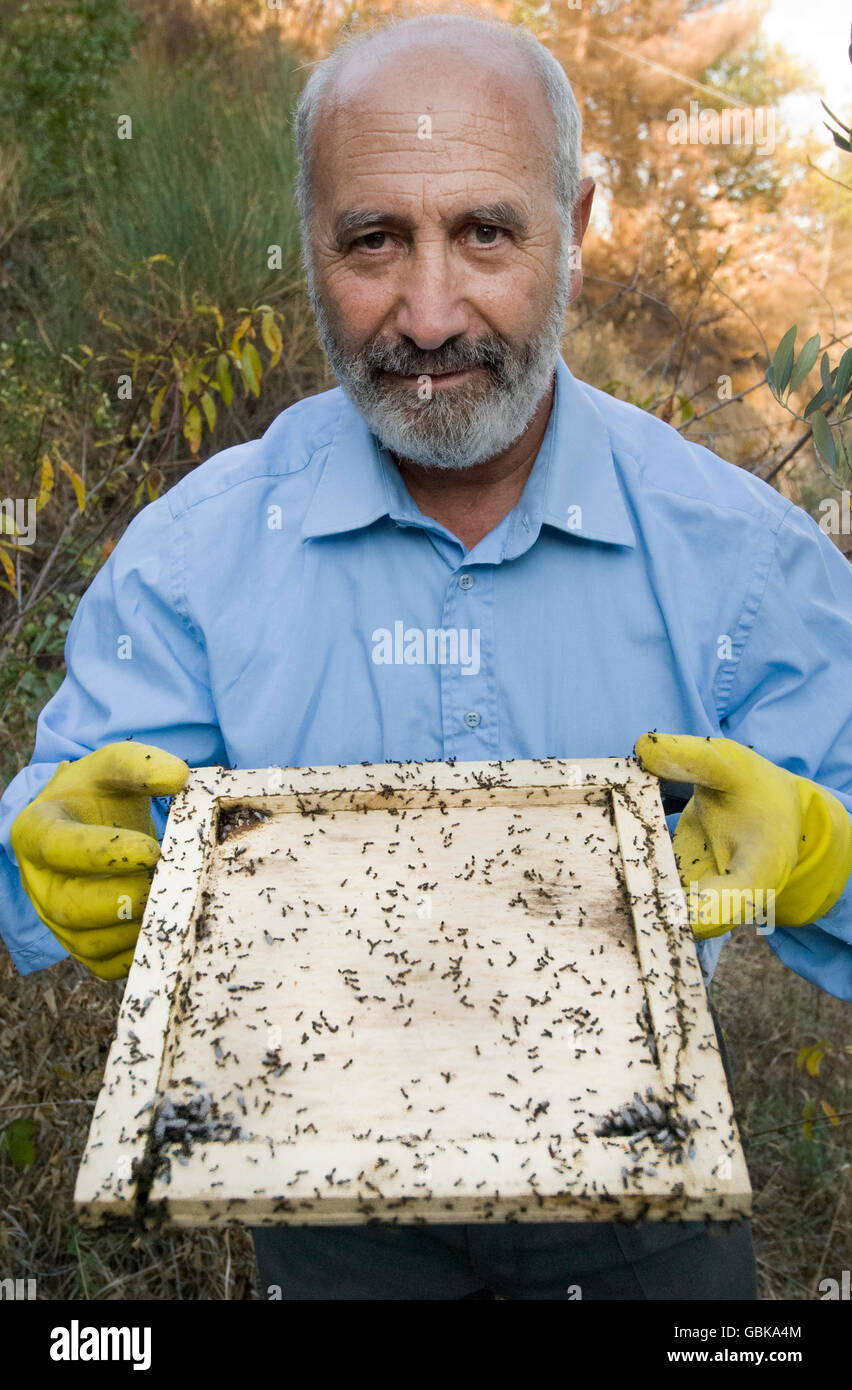 Ant farmer holding brood frame Stock Photo Alamy