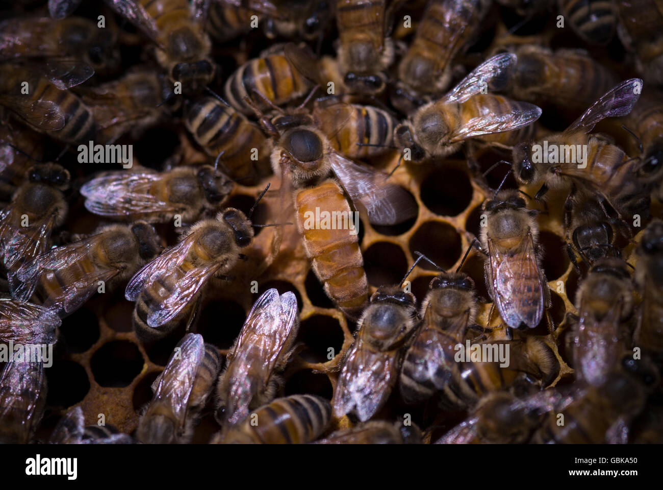 Queen bee, Honey bees (Apis mellifera) Stock Photo