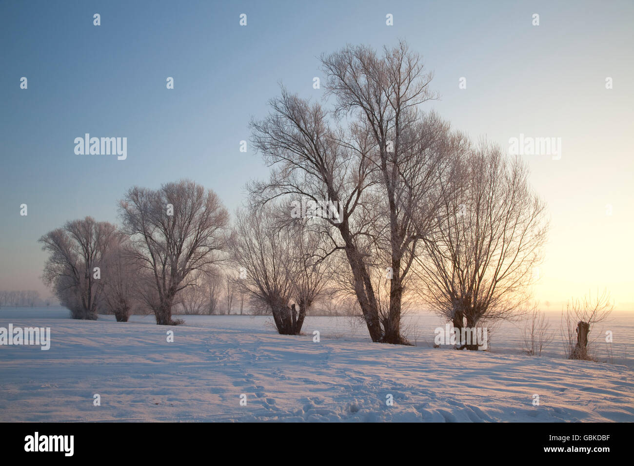 Trees in the snow in the morning light, Kamen, Ruhr Area, North Rhine-Westphalia Stock Photo